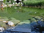 Naturschwimmteich Hotel Rössl nach 1,5 Monaten - Ph Wert 7,3.<br />Behandelt mit Oberflächenwasser.