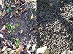 Vergleich Boden links Kontrolle, rechts mit Plocher nach 2 Jahren.<br/>Behandelt mit Humusboden me.