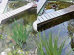 Vergleich Fischteich links nach 2 Wochen, rechts mit Plocher nach 1 Monat.<br />Behandelt mit Oberflächenwasser.