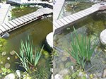Vergleich Fischteich links Kontrolle (PH über 10), rechts mit Plocher nach 2 Wochen (PH 8,25) (mit Sandfilterpumpe).<br /> Behandelt mit Oberflächenwasser.