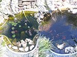 Vergleich Fischteich links Kontrolle, rechts mit Plocher.<br />Behandelt mit Oberflächenwasser, Stabilisierung und Schlammabbau.