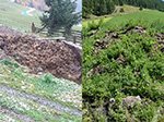 Vergleich Misthaufen links nach einem Monat, rechts nach 7 Monaten.<br />Behandelt mit Kompost und Mist.