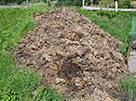 Misthaufen nach 7 Monaten.<br />Behandelt mit Kompost und Mist.