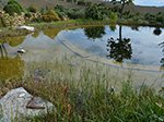 Schwimmteich Toscana nach 6 Monat.<br />Behandelt mit Oberflächenwasser.
