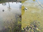 Vergleich Schwimmteich Toscana links Kontrolle, rechts mit Plocher nach 6 Monat.<br />Behandelt mit Oberflächenwasser.