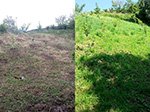 Vergleich links eine Behandlung, rechts zweite Behandlung.<br />Behandelt mit Humusboden me.