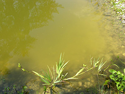 Sanierung von Teiche vorher