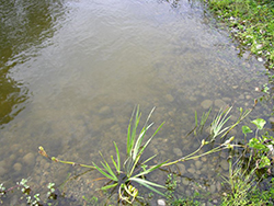 Sanierung von Teiche nachher