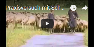 Praxisversuch Scheinegülle