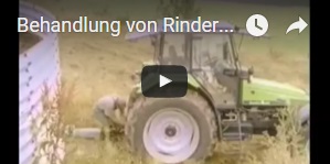 Behandlung von Rindergülle