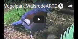 Vogelpark Walsrode (ARTE)